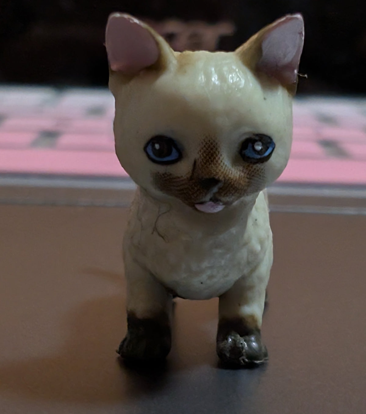 Siamese cat