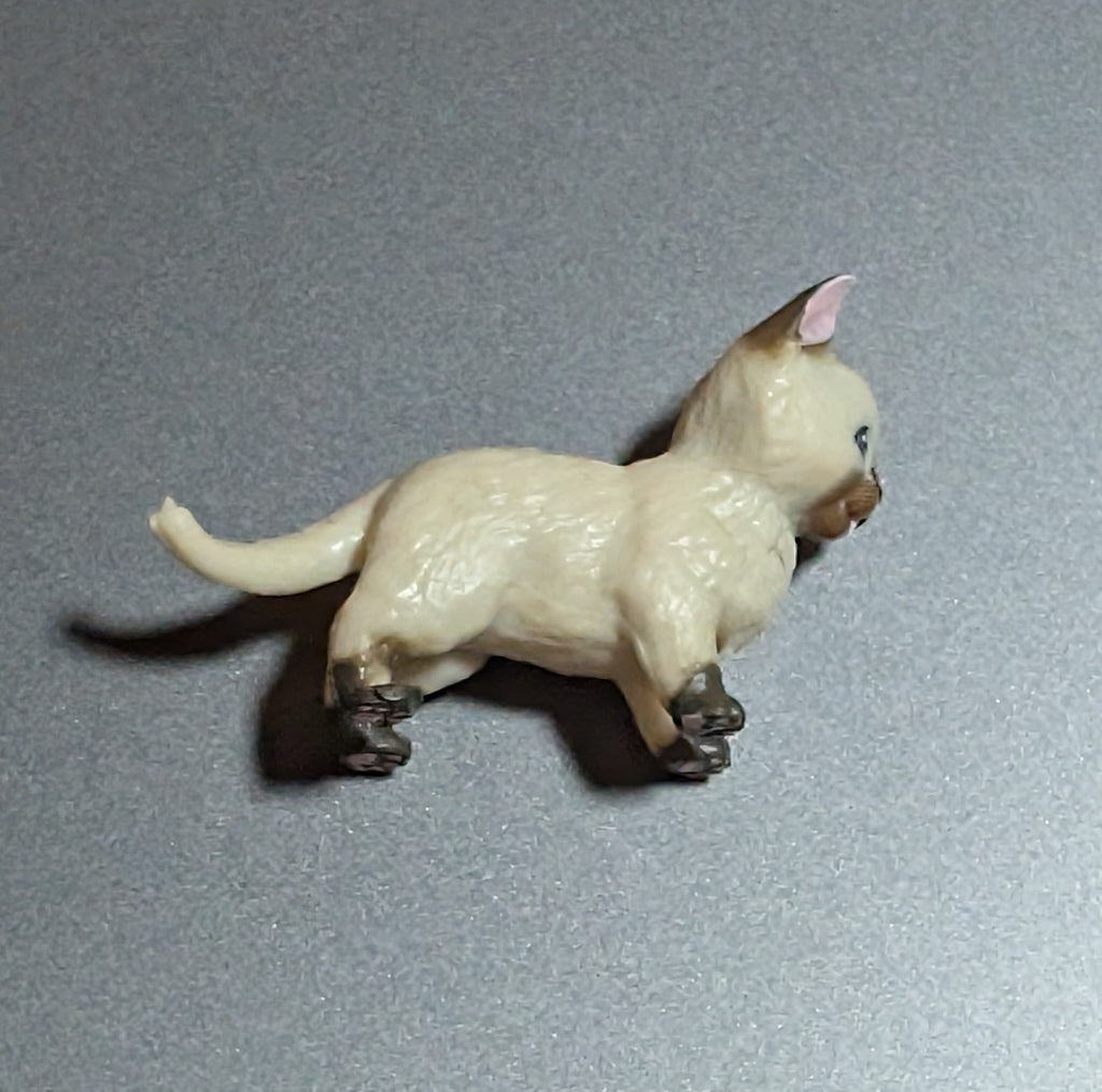Siamese cat