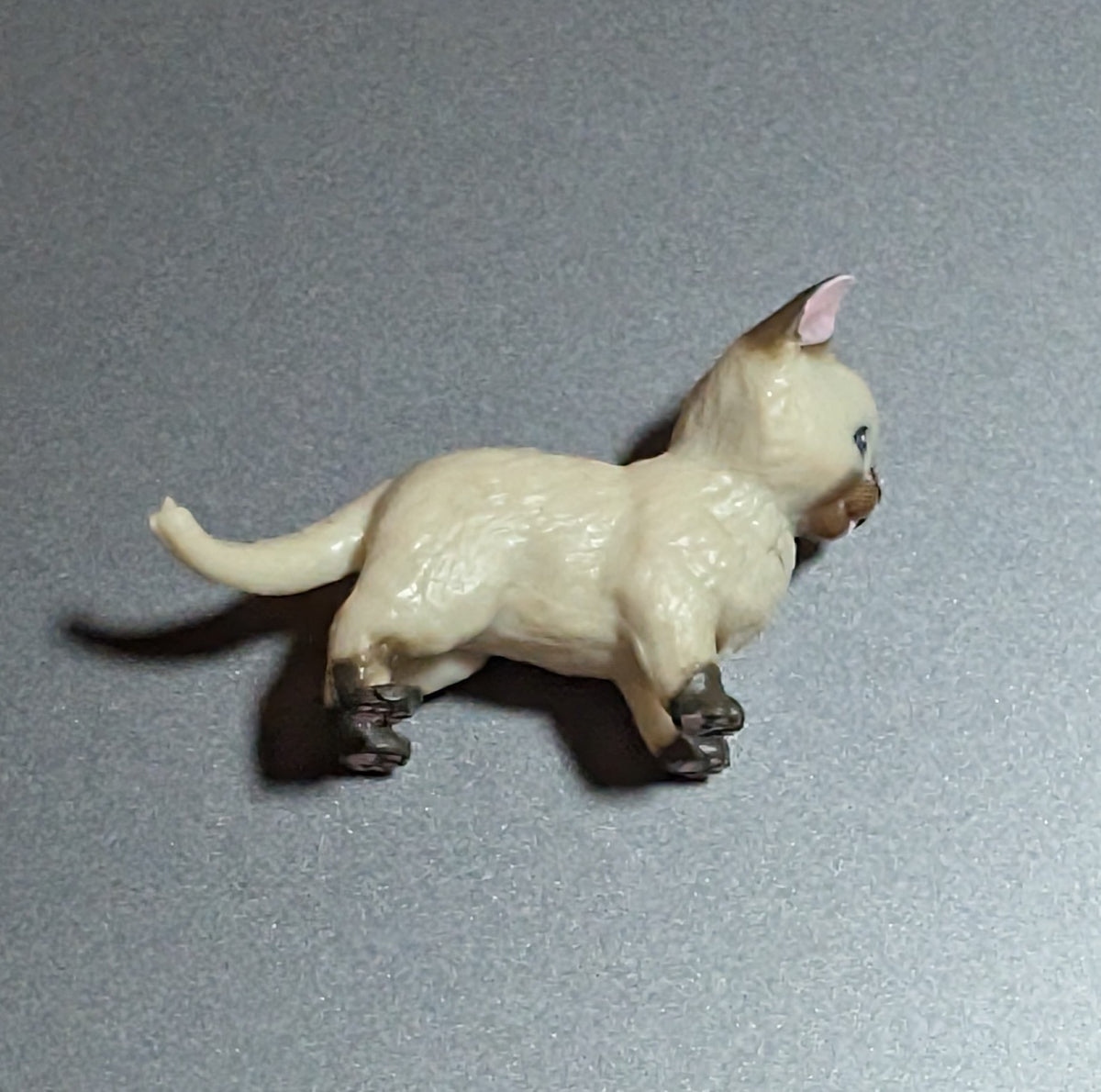 Siamese cat