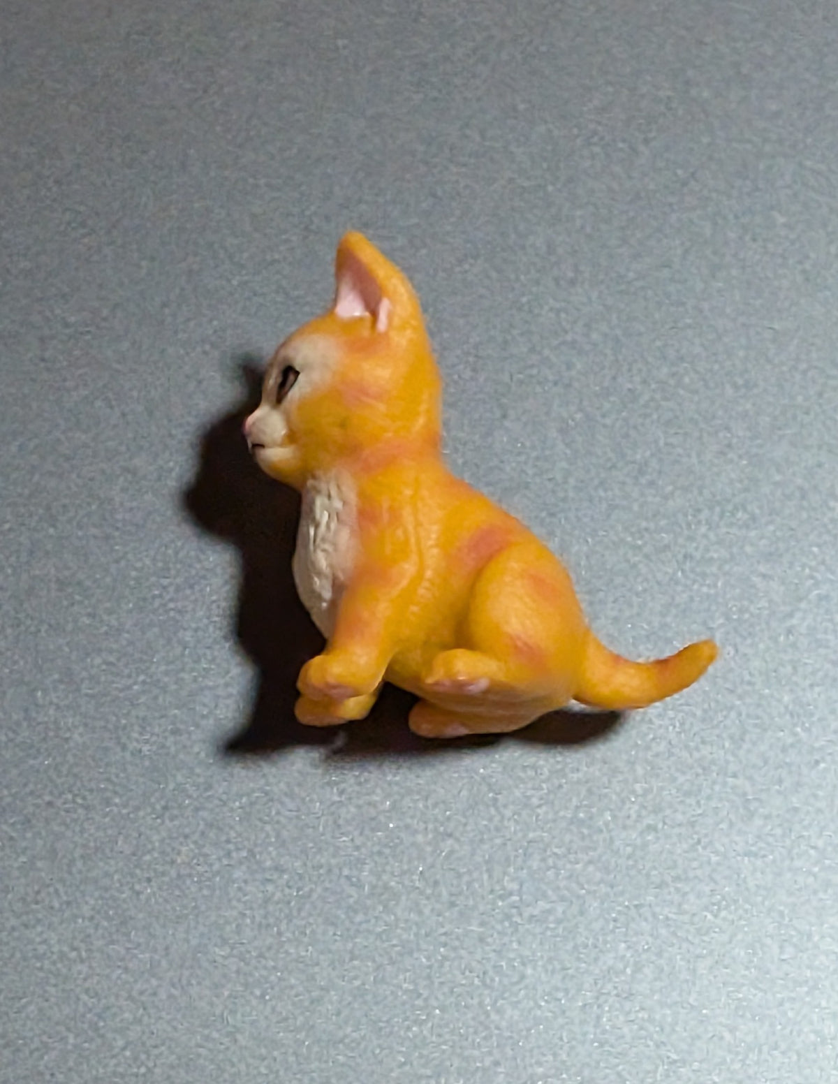 Orange cat