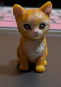 Orange cat