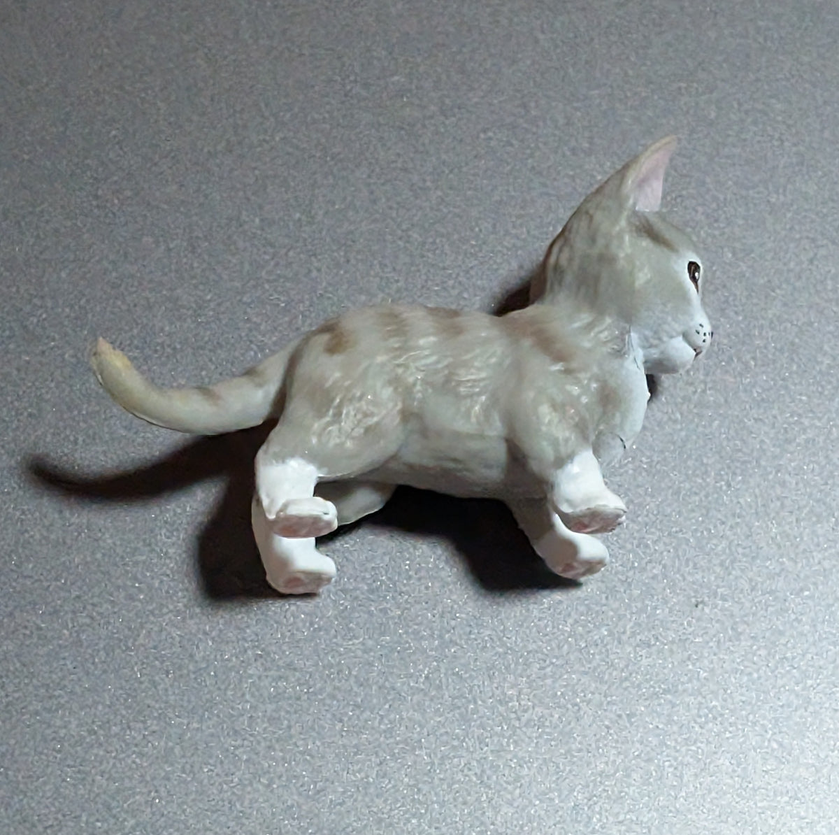 Grey and white cat