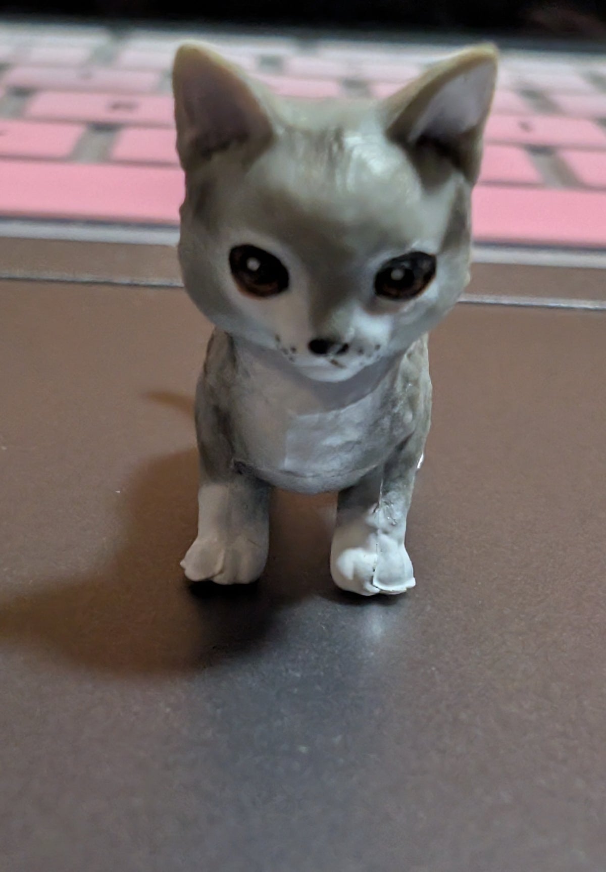 Grey and white cat