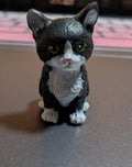 Black and white tuxedo cat