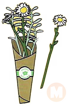 Daisies