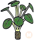 Pilea Plant