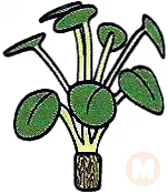 Pilea Plant