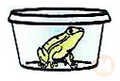 American Tree Frog