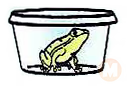 American Tree Frog