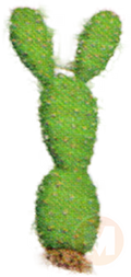 Paddle Cactus