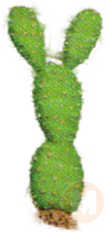 Paddle Cactus