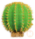 Barrel cactus
