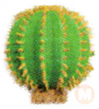 Barrel cactus