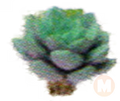 succulent