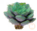 succulent