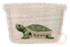 Red-Eared Slider