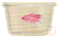 Pink Betta