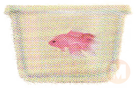 Pink Betta