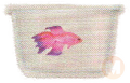 Purple Betta
