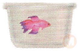 Purple Betta
