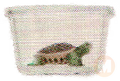 Yellow-Bellied Slider
