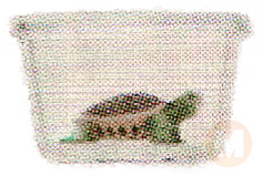 Yellow-Bellied Slider