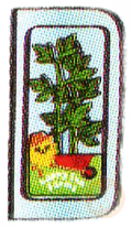 Parsley