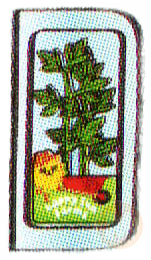 Parsley