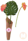 Flamingo Lilies