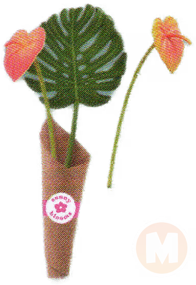 Flamingo Lilies