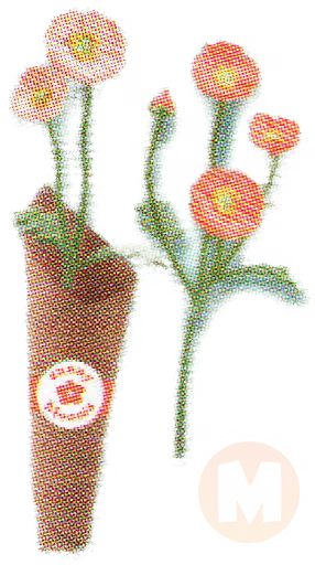 Poppies (Pink)