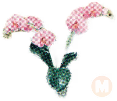 Pink Orchid