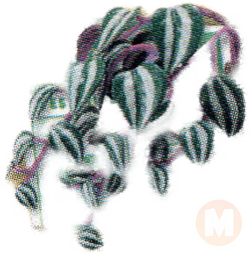 Purple Pothos