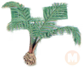 Majesty Palm
