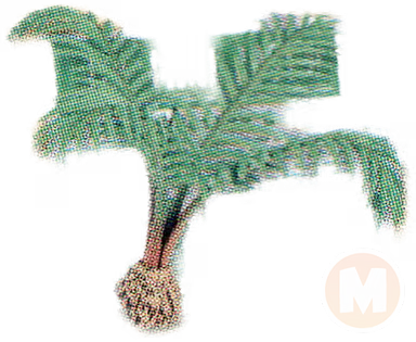 Majesty Palm