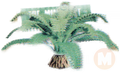 Fern