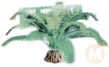 Fern