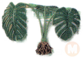 Monstera