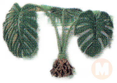 Monstera