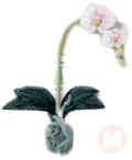 Orchid