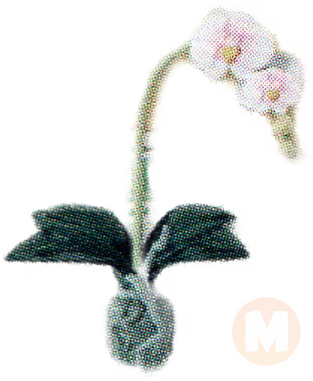 Orchid