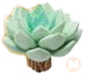 Succulent