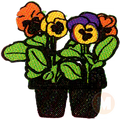 Pansies PURPLE