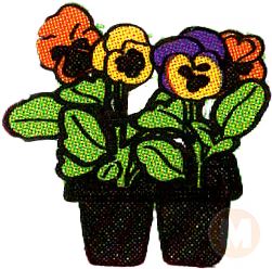 Pansies ORANGE
