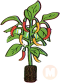 Chili pepper plant
