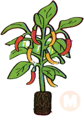 Chili pepper plant