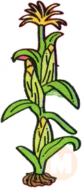corn plant