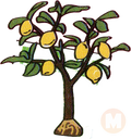 Lemon tree