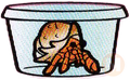 Hermit crab