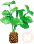 Basil